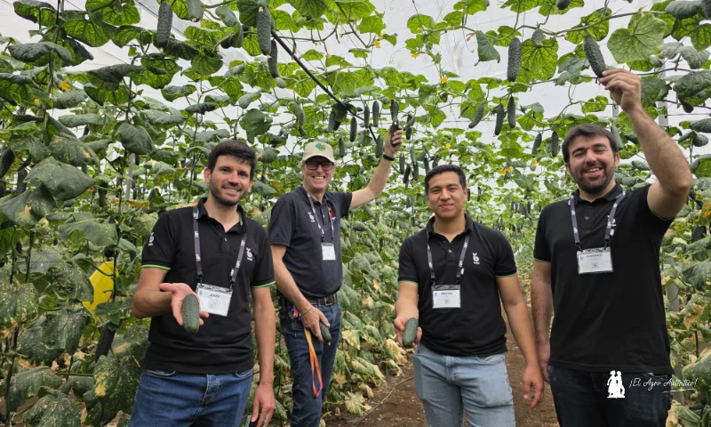 Alecto es el nuevo pepino corto de Bejo para fechas de octubre y noviembre