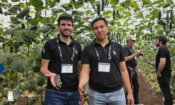 Alecto es el nuevo pepino corto de Bejo para fechas de octubre y noviembre 3