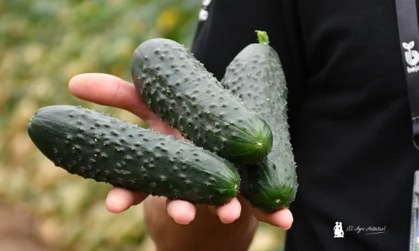 Alecto es el nuevo pepino corto de Bejo para fechas de octubre y noviembre 8