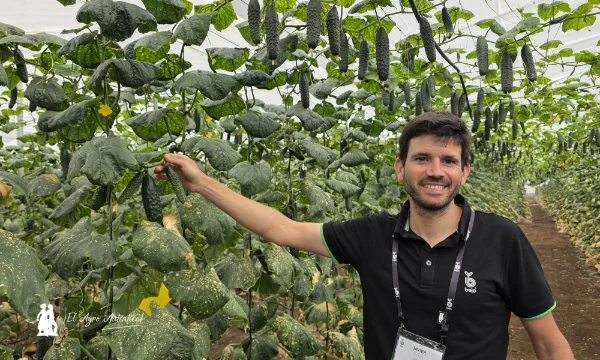 Alecto es el nuevo pepino corto de Bejo para fechas de octubre y noviembre 6