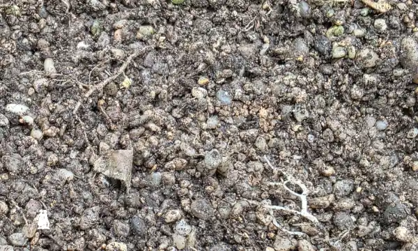 Alecto es el nuevo pepino corto de Bejo para fechas de octubre y noviembre