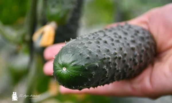 Alecto es el nuevo pepino corto de Bejo para fechas de octubre y noviembre 5