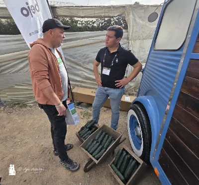 Alecto es el nuevo pepino corto de Bejo para fechas de octubre y noviembre 2