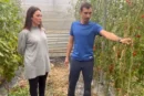 Plantas menos sensibles a rugoso y fusarium con la vía fisiológica desarrollada por Ecoculture