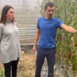 Plantas más resistentes al rugoso del tomate y al Fusarium con la vía fisiológica desarrollada por Ecoculture