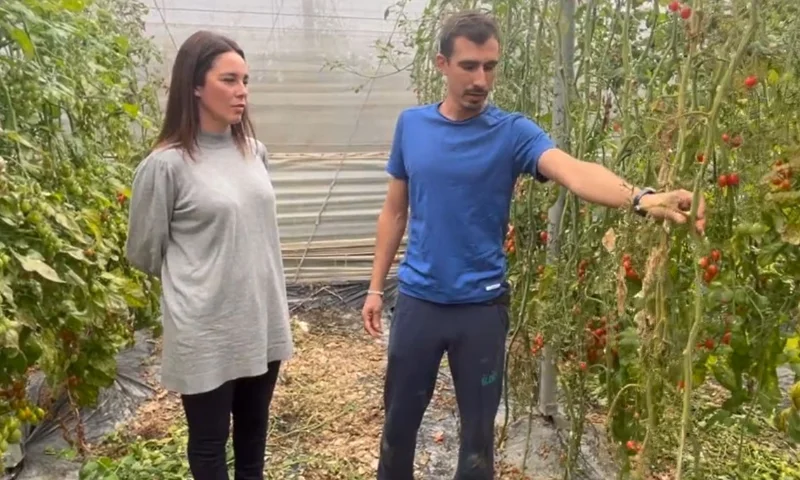 Plantas menos sensibles a rugoso y fusarium con la vía fisiológica desarrollada por Ecoculture