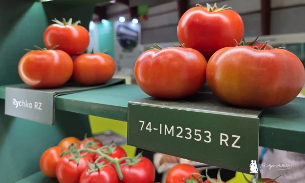 Nuevo tomate tipo daniela de RZ con alta resistencia (HR) a rugoso / agroautentico.com