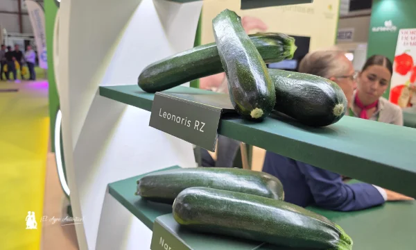 Calabacín Leonaris de Rijk Zwaan en Expolevante 2026 / agroautentico.com