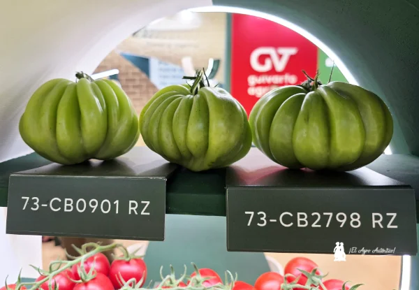 Nuevos corazón de buey con resistencias (HR) a (ToBRFV) / agroautentico.com