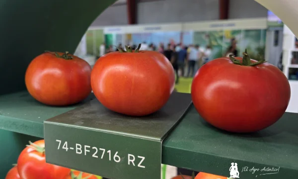 Nuevo beef de cuello blanco con alta resistencia rugoso de RZ / agroautentico.com