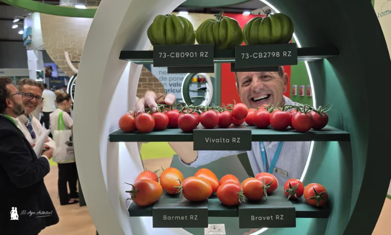 Manuel Hernández en una vitrina de corazón de buey, tomate pera y tipo cocktail / agroautentico.com