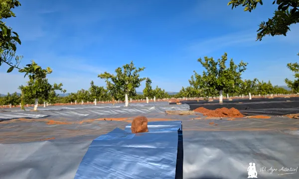 Shine N’ Ripe XL de Imaflex en cítricos de Comunidad Valenciana / agroautentico.com