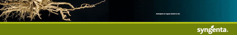 TOP BANNER SYNGENTA PEPINO