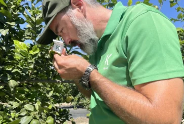 El control biológico se abre paso en cítricos tras la caída de materias químicas