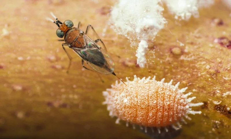 Koppert confirma el crecimiento del control biológico de plagas como respuesta a la desaparición de materias químicas