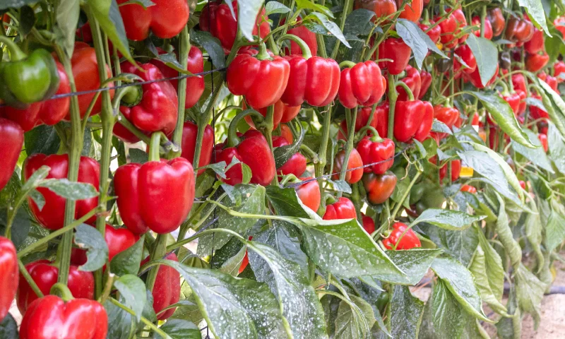 Rentabilidad y resistencias: el nuevo estándar del pimiento California para el mercado europeo 2