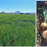 Bejo presenta la cebolla Revolution en una jornada de campo en Antequera