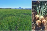 Bejo presenta la cebolla Revolution en Antequera
