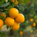 Bulhnova impulsa la regeneración del suelo y la nutrición en cítricos 2