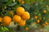 Bulhnova impulsa la regeneración del suelo y la nutrición en cítricos