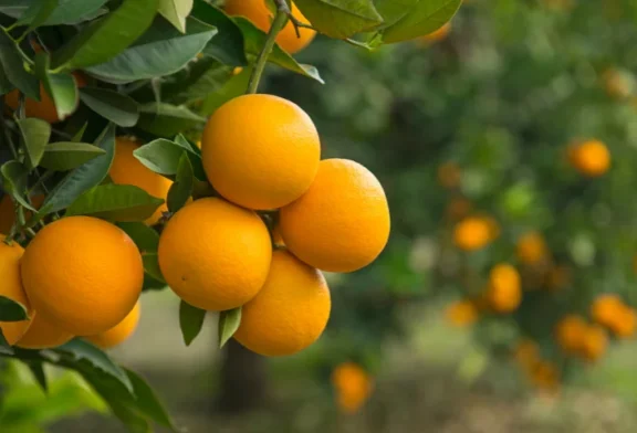 Bulhnova impulsa la regeneración del suelo y la nutrición en cítricos