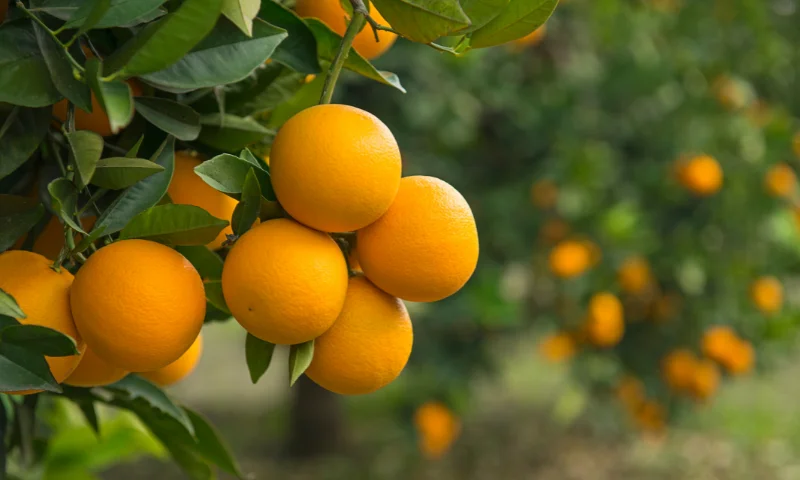 Bulhnova impulsa la regeneración del suelo y la nutrición en cítricos