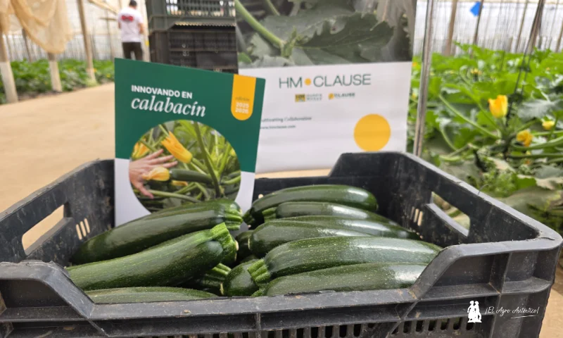 HM.Clause completa su gama de resistencias a Nueva Delhi con el calabacín Vamana 6