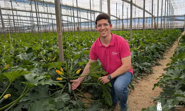 Cecilio Fernández, responsable de desarrollo de calabacín en Sakata, con la variedad Kairoh / agroautentico.com