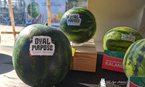 Dual purpose sandía Nunhems / agroautentico.com