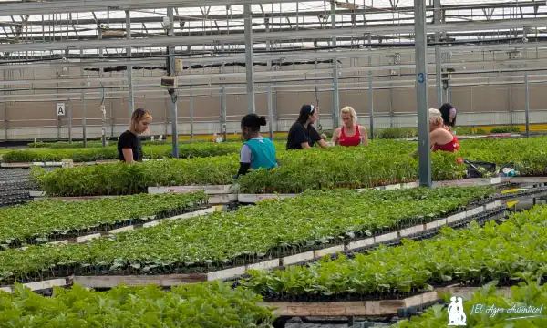 El Plantel Semilleros centro de La Mojonera / agroautentico.com