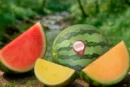 Anecoop prevé comercializar esta campaña 120.000 toneladas de sandía Bouquet