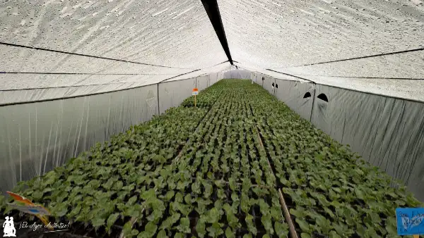 Invernaderos de cooling en el semillero / agroautentico.com