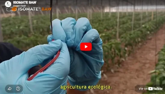 ISOMATE BAW prevención de plagasdesde el inicio del cultivo