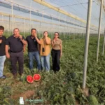 La sandía ultrafirme de Syngenta en la finca de Ecoinver dentro de Anecoop / agroautentico.com