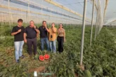Ecoinver innova en sandía ultrafirme con el programa de Anecoop