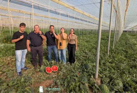 Ecoinver innova en sandía ultrafirme con el programa de Anecoop