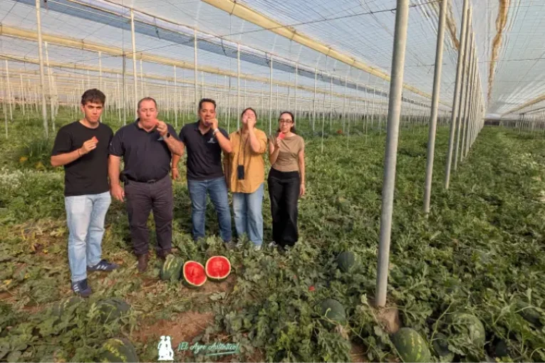 Ecoinver innova en sandía ultrafirme con el programa de Anecoop