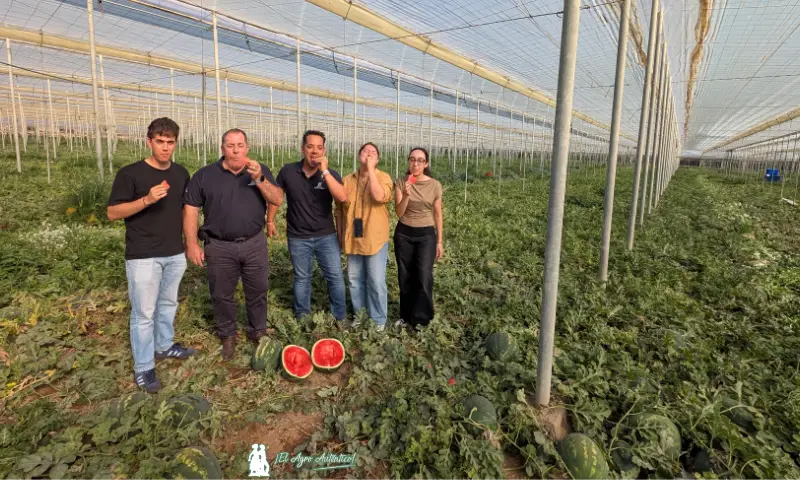 Ecoinver innova en sandía ultrafirme con el programa de Anecoop