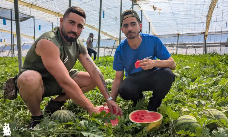 Lorenzo Maldonado y Ángel Fernández. Jovénes cortadores de sandías / agroautentico.com