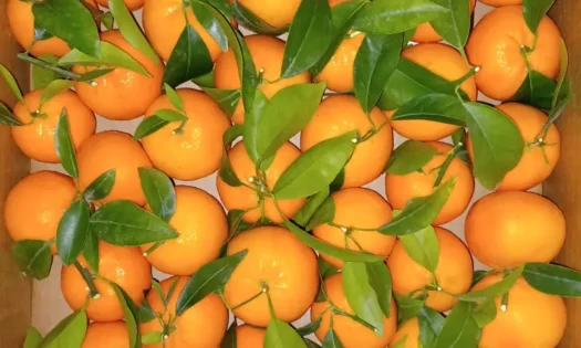 Mandarina Orri / agroautentico.com