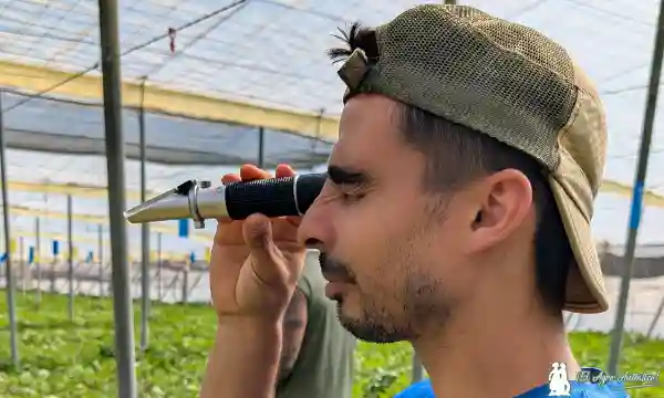 Medición de grados Brix en la sandía / agroautentico.com