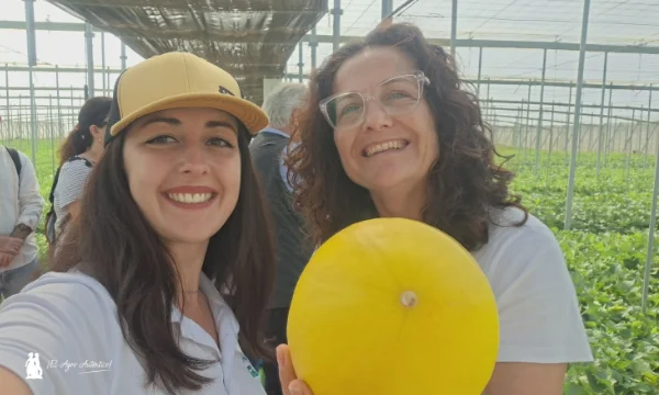 Melón amarillo de Semillas Fitó