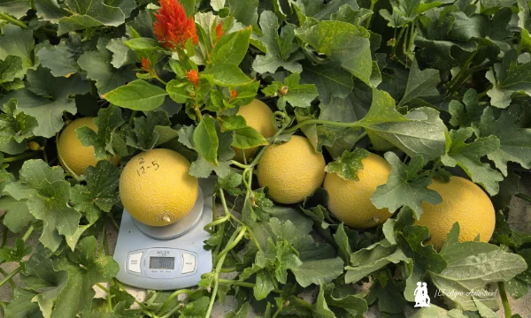 Water & Melon Show de Semillas Fitó se consolida como el mayor evento de primavera en Almería