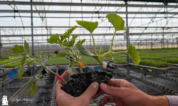 Plántulas de sandía, melón y tomate en el semillero / agroautentico.com