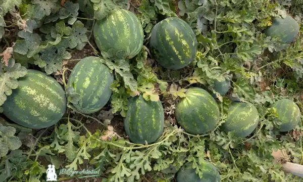 Sandía ultrafirme Crisp Delight / agroautentico.com