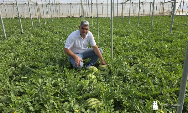 Las blancas sin semillas de Semillas Fito