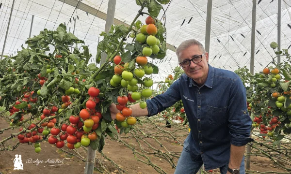 Jorge Marín, especialista de tomate en Nunhems, con la variedad Fondon / agroautentico.com