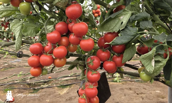 Tomate Fondon de BASF | Nunhems con alta resistencia a rugoso / agroautentico.com
