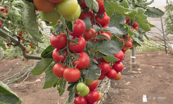 Variedad de tomate rama Lubrin con HR frente a rugoso / agroautentico.com