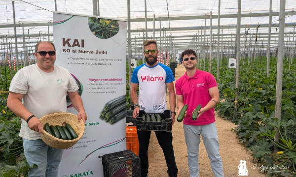 Variedad de calabacín Kai / agroautentico.com